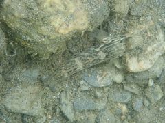 Rhinogobius formosanus