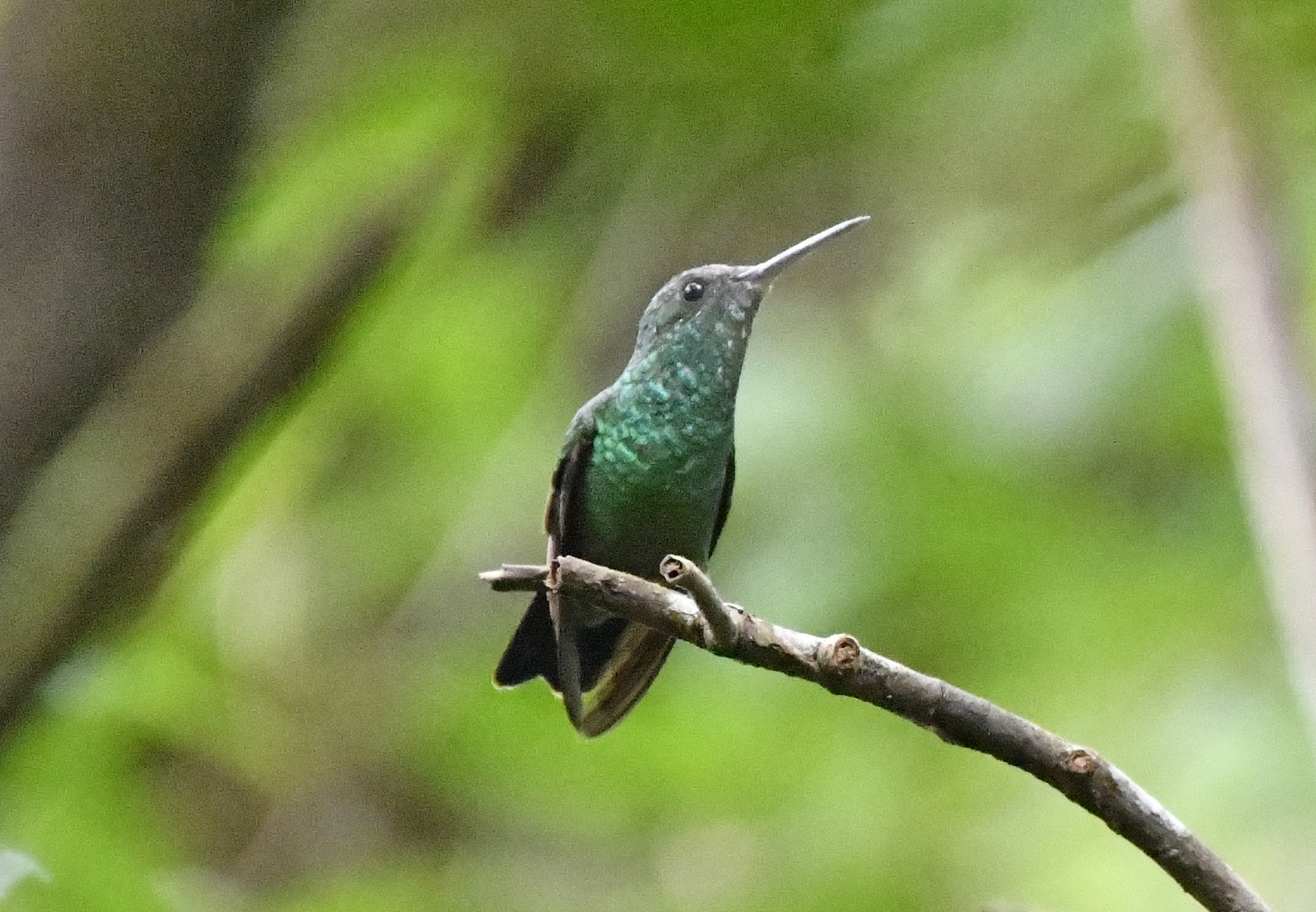 Blue-vented Hummingbird (Saucerottia hoffmanni), photo 5