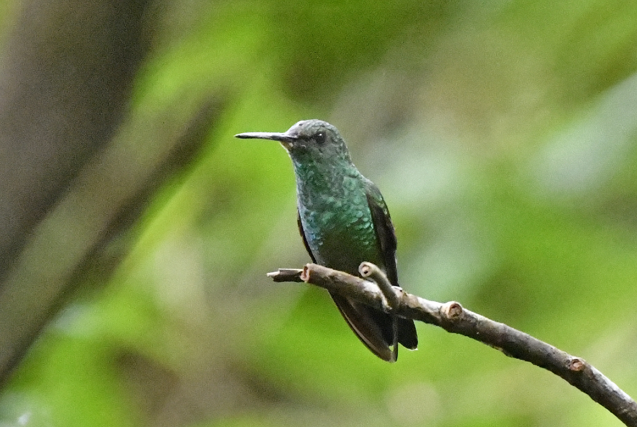 Blue-vented Hummingbird (Saucerottia hoffmanni), photo 6