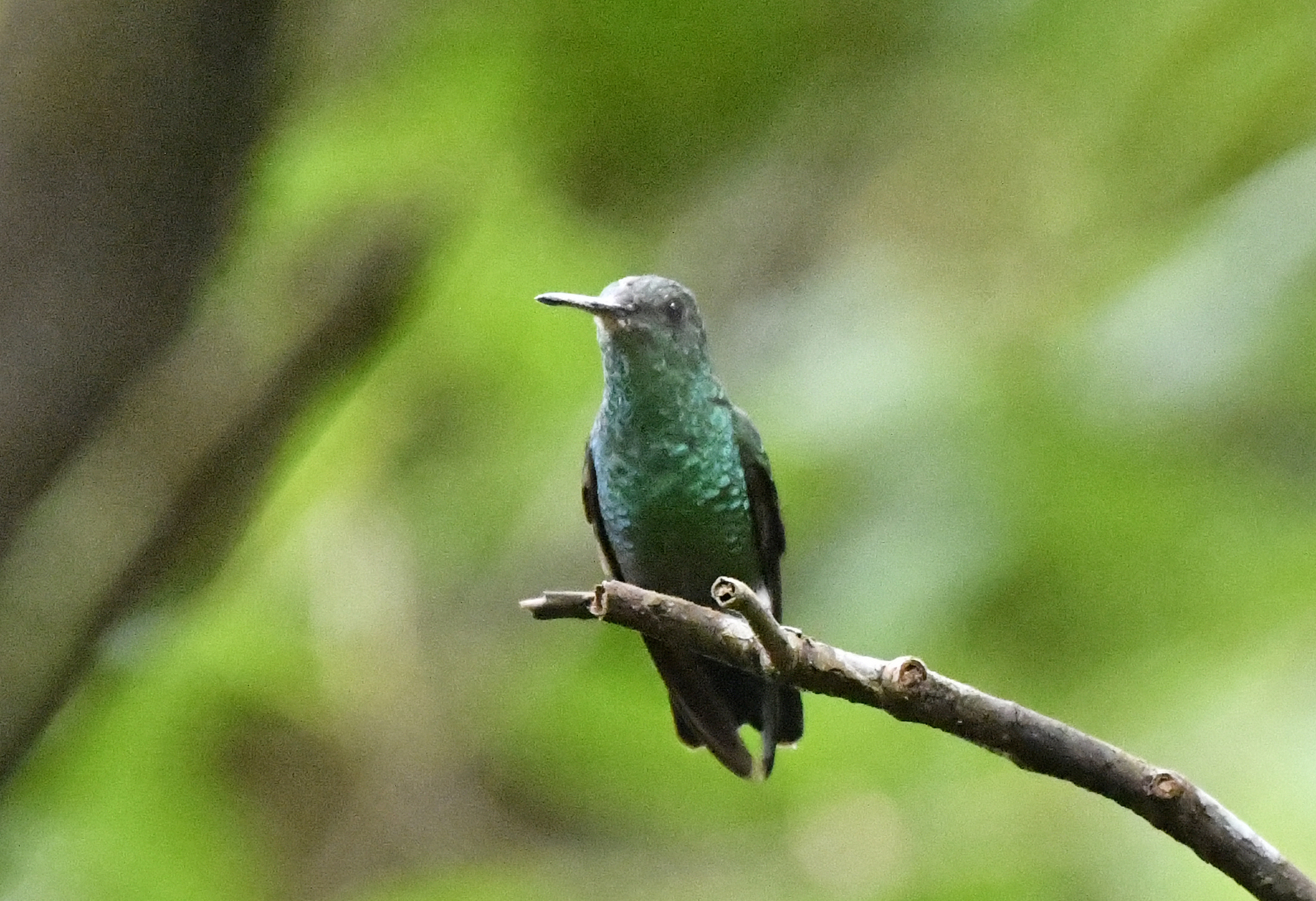 Blue-vented Hummingbird (Saucerottia hoffmanni), photo 7