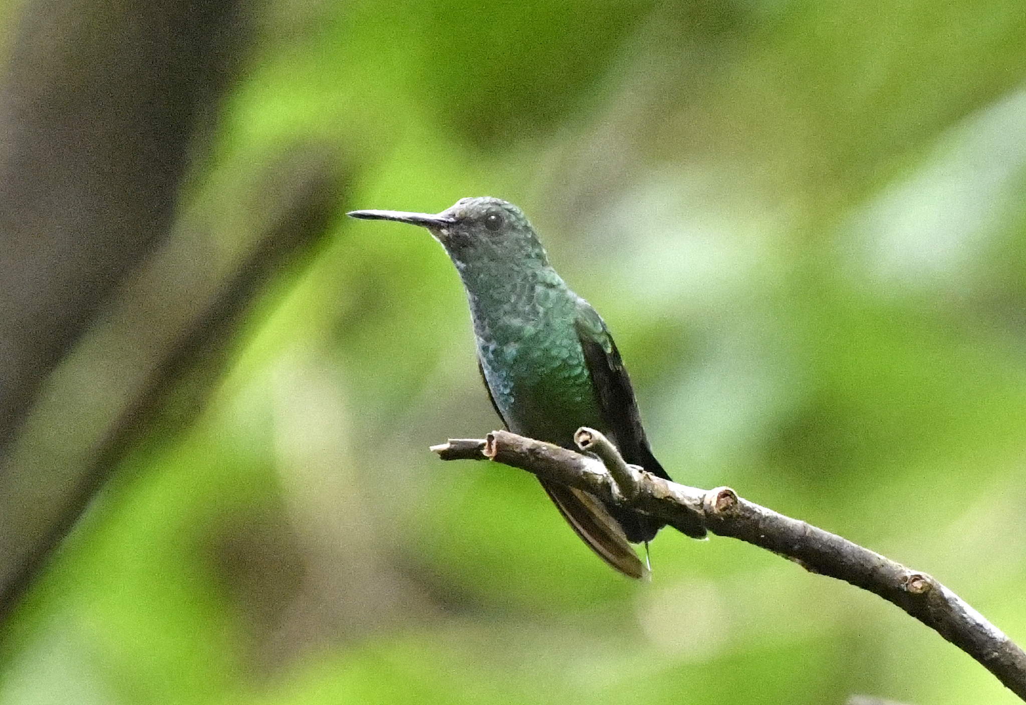 Blue-vented Hummingbird (Saucerottia hoffmanni), photo 9