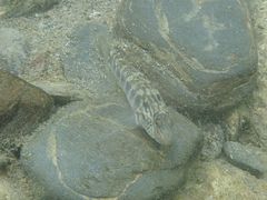 Rhinogobius formosanus