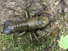 Cambarus graysoni