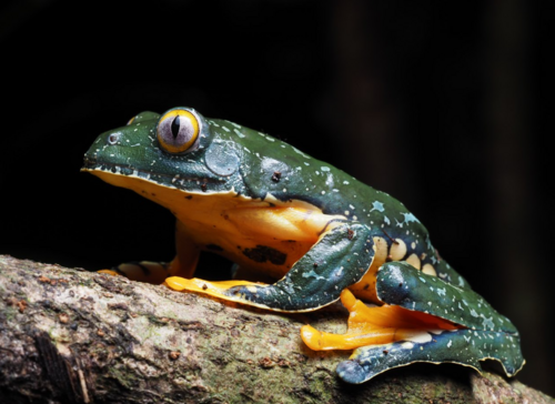 Fringed Leaf Frog