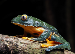 Fringed Leaf Frog photo 2