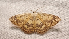 Cyclophora annularia
