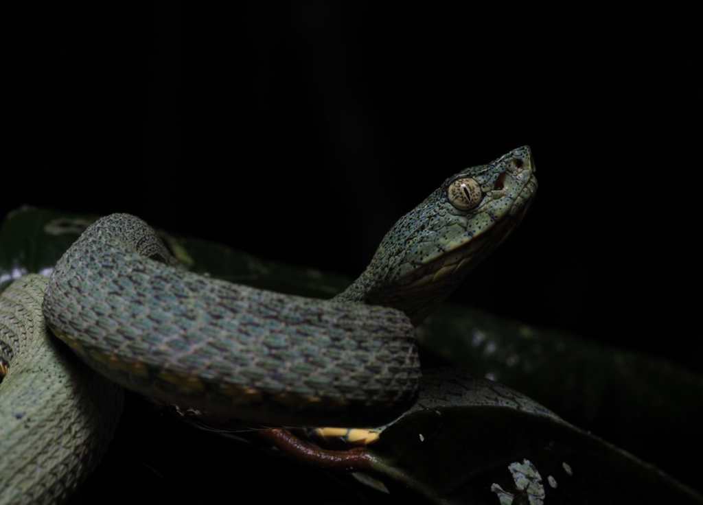 Bothrops bilineatus smaragdinus