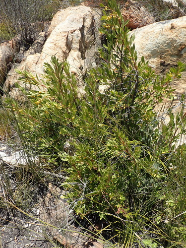 Image of Maytenus oleoides by (c) Nicola van Berkel, some rights reserved (CC BY-SA)