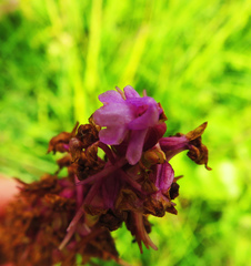 Gymnadenia