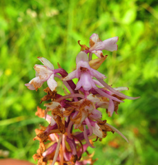 Gymnadenia