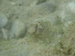 Rhinogobius formosanus