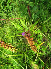 Gymnadenia