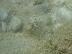 Rhinogobius formosanus