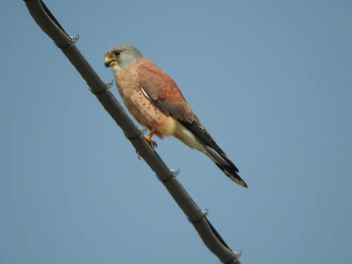 Falco naumanni