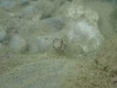 Rhinogobius formosanus
