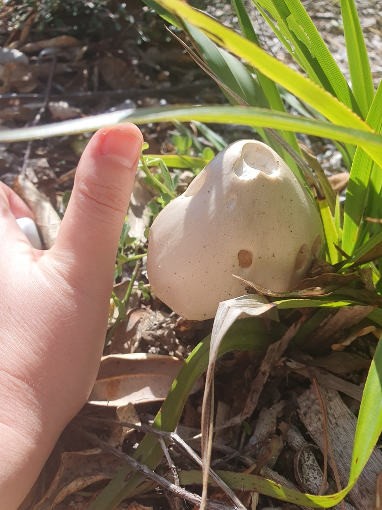 Volvopluteus gloiocephalus · April 2025 · photo: © chrystal1914 (iNaturalist, cc-by)
