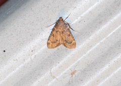 Aglossa disciferalis