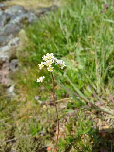 Image of Micranthes integrifolia by (c) Chris Fluit, some rights reserved (CC BY)