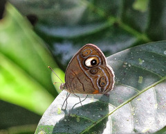 Mycalesis junonia