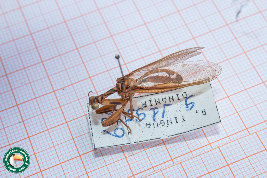 Entanoneura batesella