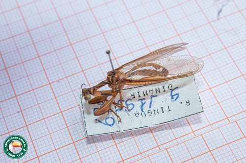 Entanoneura batesella
