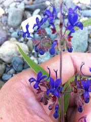 Trichostema laxum