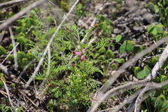 Fumaria muralis muralis