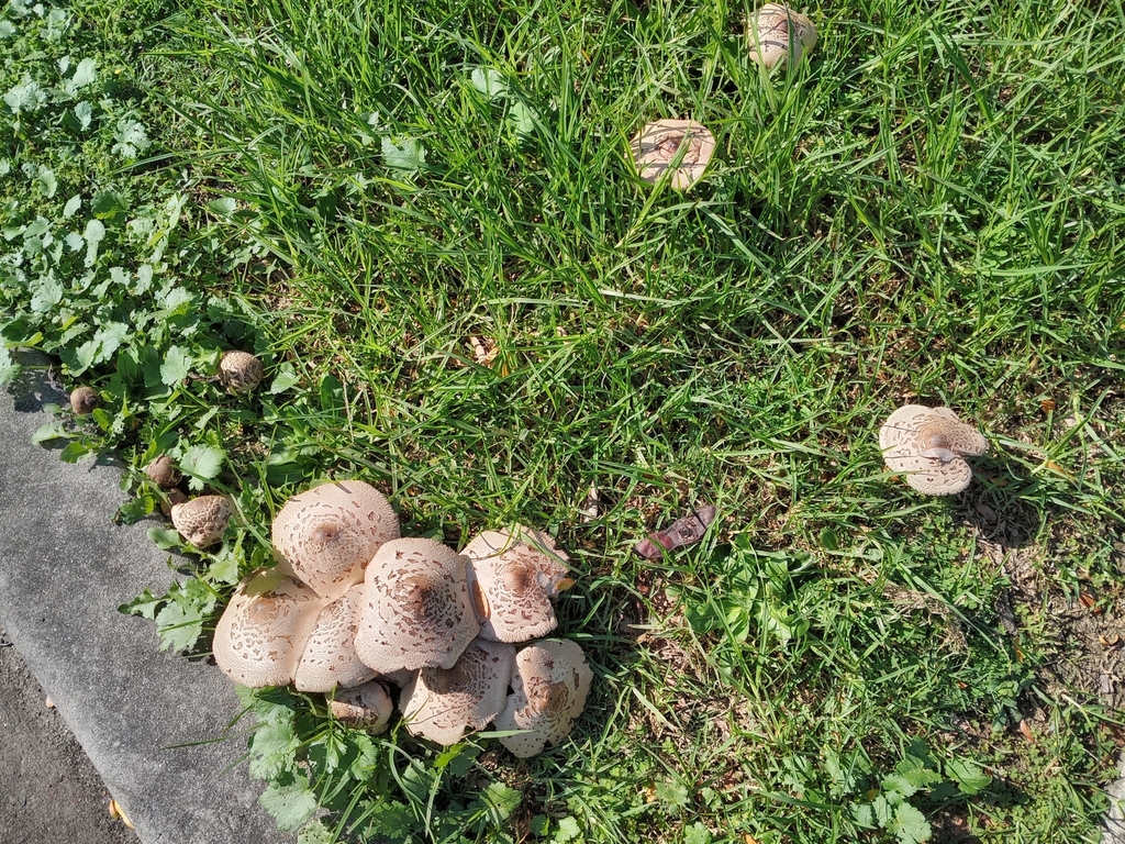Chlorophyllum molybdites · April 2025 · photo: © carl_ramirez (iNaturalist, cc-by)