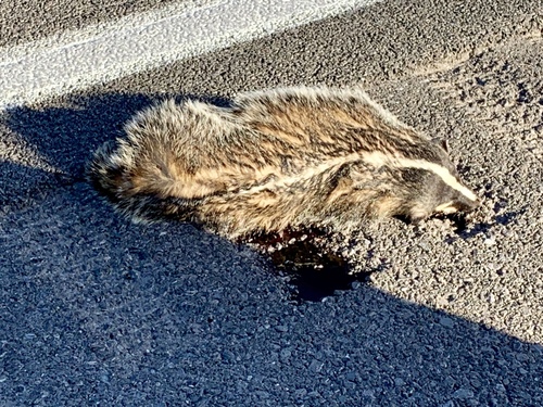 American Badger photographed in New Mexico