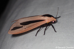 Creatonotos fasciatus