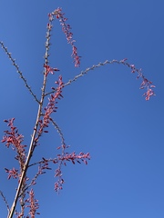 Magnoliopsida