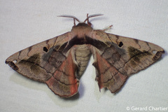 Prismosticta microprisma