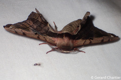 Prismosticta microprisma