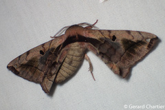 Prismosticta microprisma