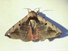 Prismosticta microprisma