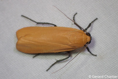 Cernyia longpala