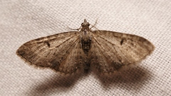 Eupithecia virgaureata