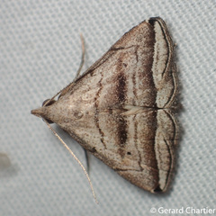 Lysimelia neleusalis