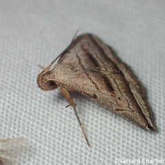 Lysimelia neleusalis