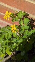 Schöllkraut (Chelidonium majus): Herkunft und Verwendung — Foto 3