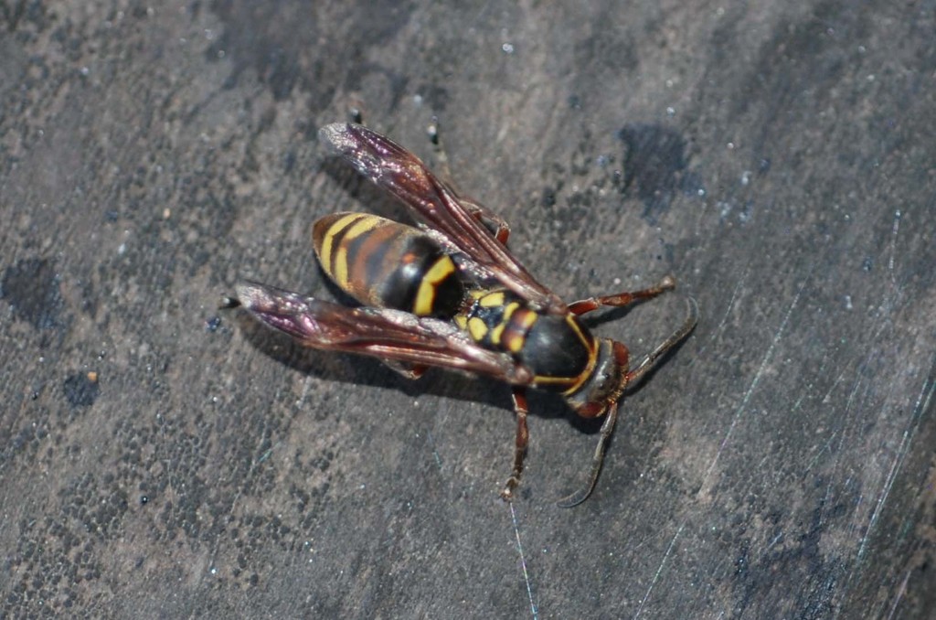 Polistes mandarinus