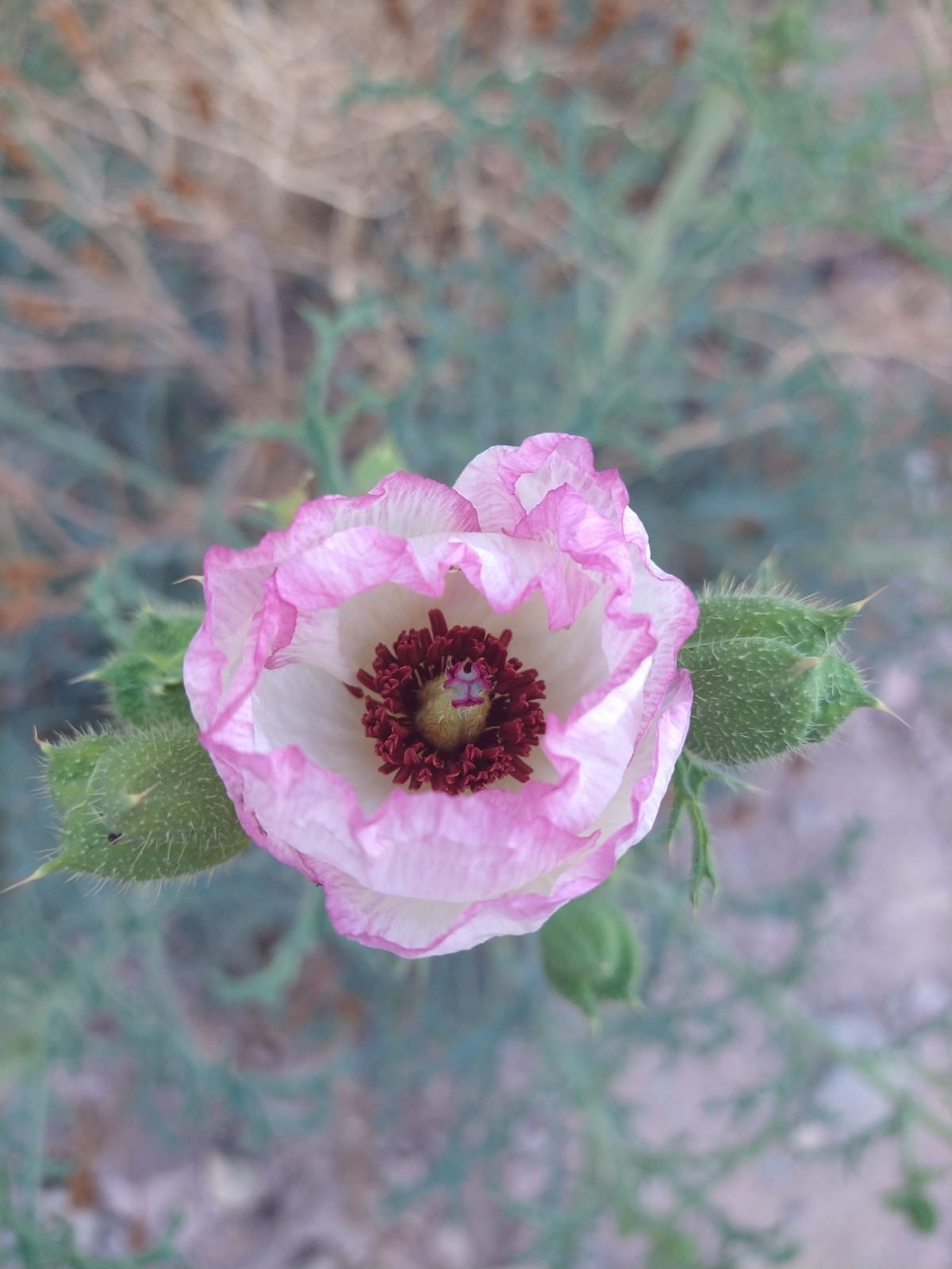 Amapola espinosa