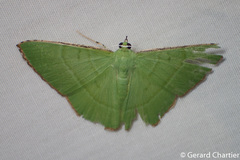 Ornithospila succincta