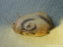 Trischalis subaurana