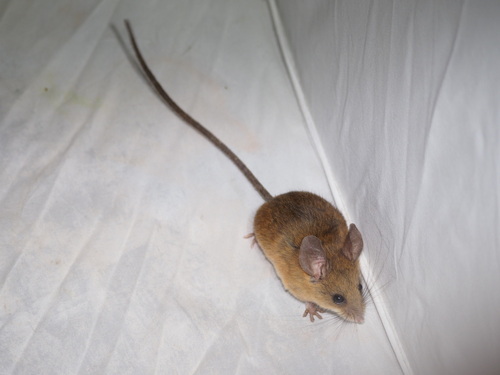 Baker's Small Toothed Harvest Mouse (Reithrodontomys wagneri) — Data Deficient Mammalia