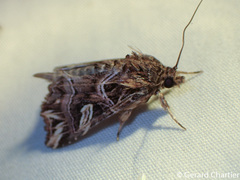 Callopistria exotica