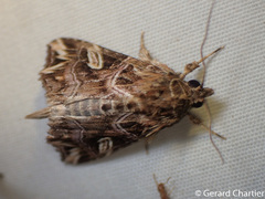 Callopistria exotica