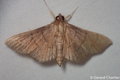 Phostria