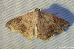 Laspeyria viridicincta