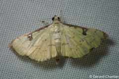 Goniorhynchus
